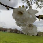 お花見してきた