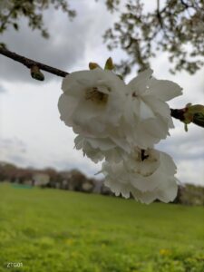 お花見してきた