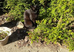 ナチュラルガーデン