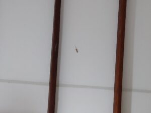 親戚、近所との交流は当たり前だよ in スリランカ