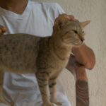 スリランカの野良犬たちを見て思うこと