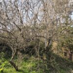 旅に出ています。会長が