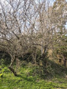 旅に出ています。会長が