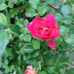 ナチュラルガーデン 初夏