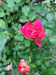 ナチュラルガーデン 初夏