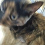 どうぶつ病院に行ってきた。ムカついたけど平静を保つ大人な俺なんだな