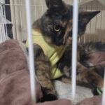 私はタヌキチ