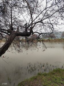 お花見(Instagram風に)