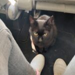目薬を嫌がる猫