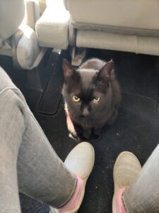 目薬を嫌がる猫