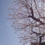 桜の季節になると思い出す