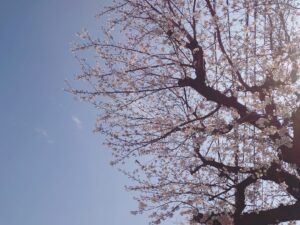 桜の季節になると思い出す