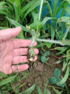 【悲報】スイカが喰われてた泣き