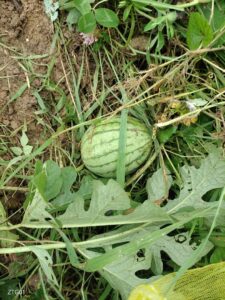 【朗報】スイカ大きくなってました。やったあ(((o(*ﾟ▽ﾟ*)o)))