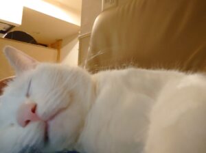 さぁ！選挙に参りましょう！