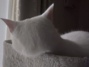 期待と疑問の参議院選挙の結果