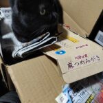 今日は夜勤ですよ。気合い入れて行きます