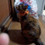 涙が出ちゃう