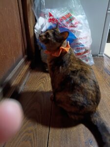 涙が出ちゃう