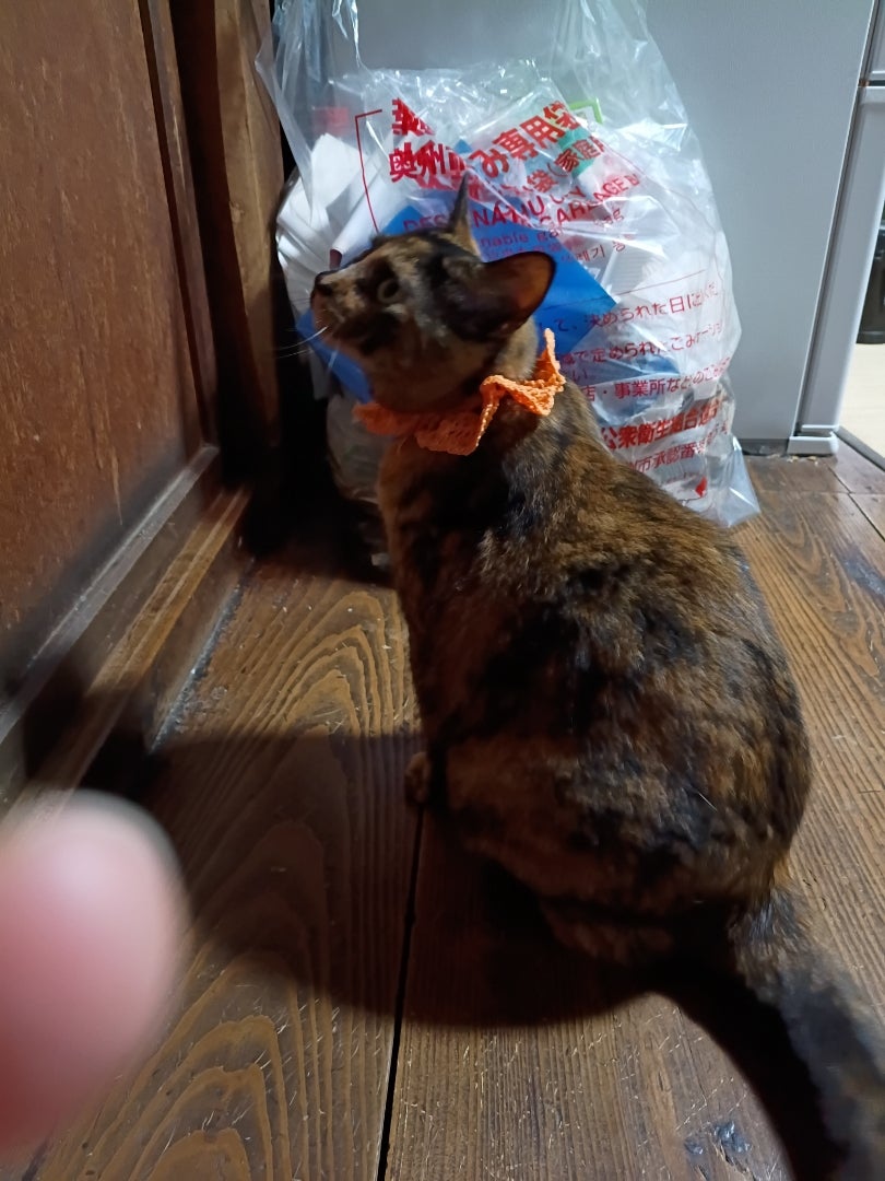 涙が出ちゃう